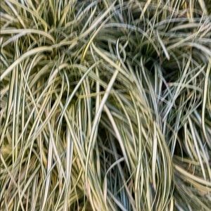 Meet your Posher, Charles